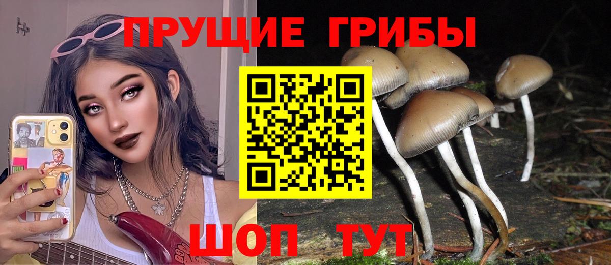 Галлюциногенные грибы Psilocybine cubensis Волоколамск